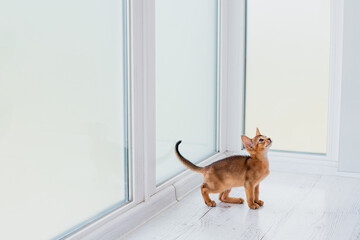 Two month old cinnamon abyssinian cat at home. Beautiful purebred short haired kitten on beige...