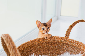 Two month old cinnamon abyssinian cat at home. Beautiful purebred short haired kitten on beige...