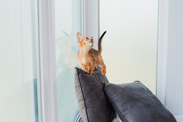 Two month old cinnamon abyssinian cat at home. Beautiful purebred short haired kitten on grey cushions. Close up, copy space, background..