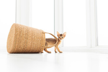 Studio shot of small cute abyssinian kitten staying in the basket at home, white window background....