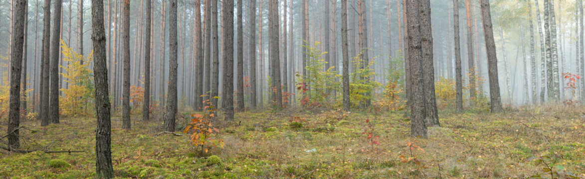 Fogy Изображения: просматривайте стоковые фотографии, векторные ...