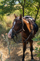 Obraz premium Portrait d'un cheval bai harnaché