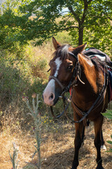 Portrait d'un cheval bai harnaché