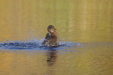 kaczka krzyżówka © pinkf