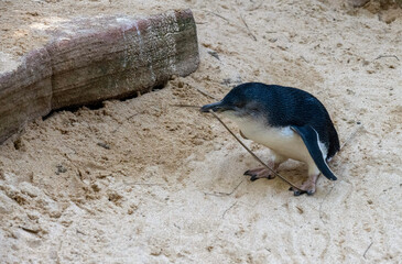 Little Blue Penguin (Eudyptula minor)