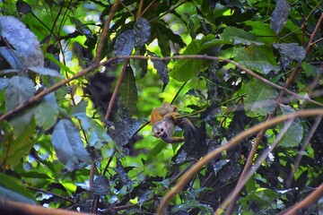 Spider Monkey, Ateles Geoffroi, mother and baby endangered, in tropical jungle trees of Costa Rica. America.