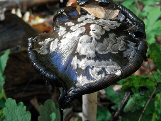 Coprinus comatus, Spargelpilz, Porzellantintling oder Tintenpilz genannt,