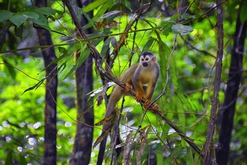 Spider Monkey, Ateles Geoffroi, mother and baby endangered, in tropical jungle trees of Costa Rica. America.