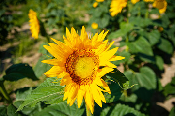 Sunflowers on the Marche hills in July