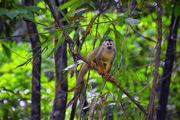 Spider Monkey, Ateles Geoffroi, mother and baby endangered, in tropical jungle trees of Costa Rica. America.