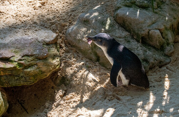 Little Blue Penguin (Eudyptula minor)