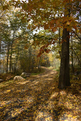 Forêt Drummond 16 Octobre 2022