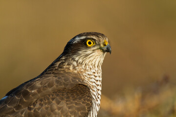 Birds of prey Sparrowhawk Accipiter nisus, hunting time close up, bird head, Poland Europe