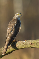Birds of prey Sparrowhawk Accipiter nisus, hunting time bird sitting on the branch, Poland Europe