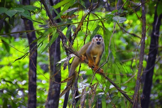Spider Monkey, Ateles Geoffroi, mother and baby endangered, in tropical jungle trees of Costa Rica. America.