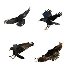 Obraz premium Birds flying ravens isolated on white background Corvus corax. Halloween - mix four birds 