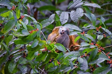 Spider Monkey, Ateles Geoffroi, mother and baby endangered, in tropical jungle trees of Costa Rica. America.