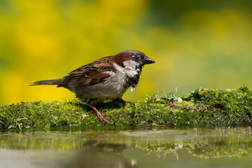 Bird - House sparrow Passer domesticus sitting on the branch