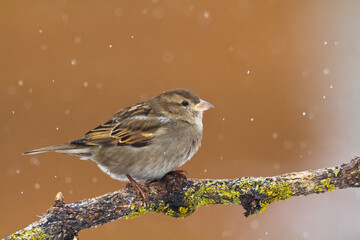 Bird - House sparrow Passer domesticus sitting on the branch