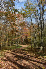 Obraz premium Forêt Drummond 16 Octobre 2022