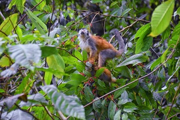 Spider Monkey, Ateles Geoffroi, mother and baby endangered, in tropical jungle trees of Costa Rica. America.