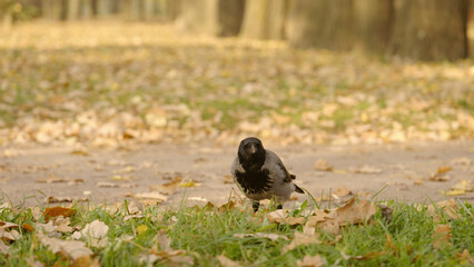 raven walking on a ground looking for acorns in autumn leaves