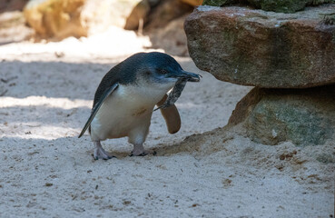 Naklejka premium Little Blue Penguin (Eudyptula minor)