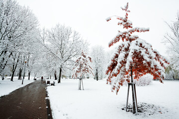 Landscape winter attack in city park, fresh snow on the trees with colourful leafs, Beautiful winter scenery	