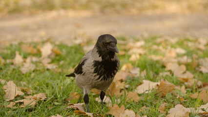 Fototapeta premium raven walking on a ground looking for acorns in autumn leaves