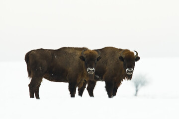 Mammals - wild nature European bison Bison bonasus Wisent herd standing on the winter snowy field North Eastern part of Poland, Europe Knyszynska Forest