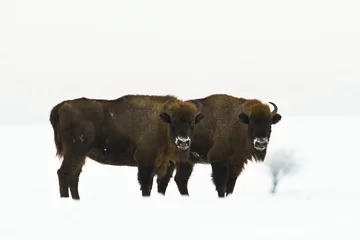 Foto op Canvas Mammals - wild nature European bison Bison bonasus Wisent herd standing on the winter snowy field North Eastern part of Poland, Europe Knyszynska Forest © Marcin Perkowski