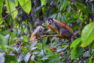Spider Monkey, Ateles Geoffroi, mother and baby endangered, in tropical jungle trees of Costa Rica. America.
