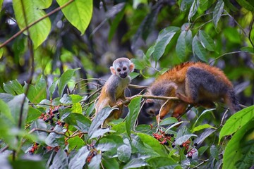 Spider Monkey, Ateles Geoffroi, mother and baby endangered, in tropical jungle trees of Costa Rica. America.