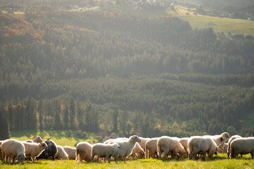 owce na górskiej hali