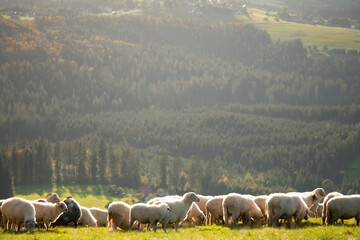 owce na górskiej hali © piotr