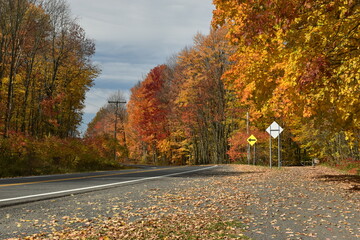 Naklejka premium Forêt Drummond 16 Octobre 2022
