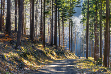 Obrazy na Plexi  Relaks w leśnym krajobrazie