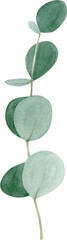 Watercolor hand drawn green eucalyptus branch