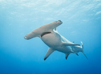 Hammerhead  shark