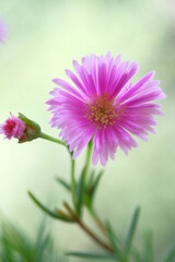 Pale purple daisies in a summer garden.