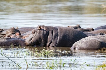 Closeup of a bloat of hippos in the lake