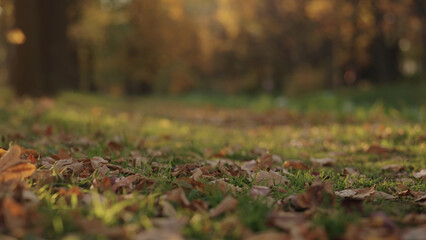 park path with fallen leaves on a ground