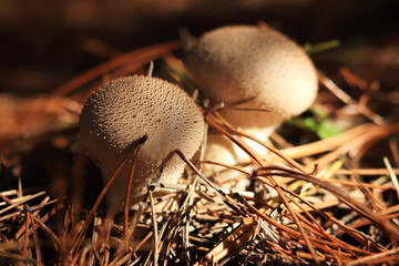 mushroom in the forest