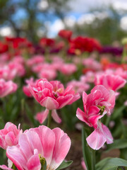 Beautiful summer pink flowers