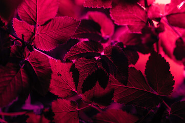 red leaves

Finland