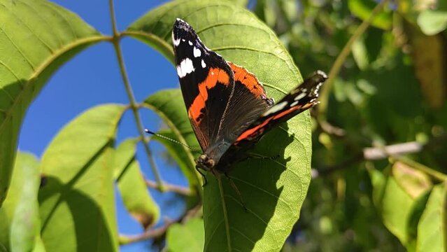Colorful butterfly on the leaf in the forest flying off on a windy day  HD 1080p