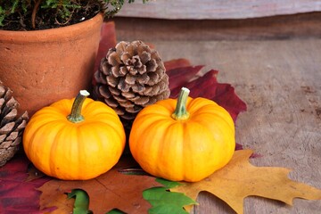 Pumpkins, pine cone and terra cotta pot in close up. Autumn decoration. Copy space.