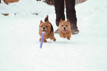 dogs walking outdoor in snow in winter time
