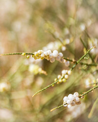 branch of a blossoming cherry
