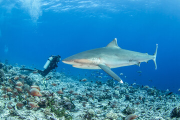 Fototapeta na wymiar Silvertip shark